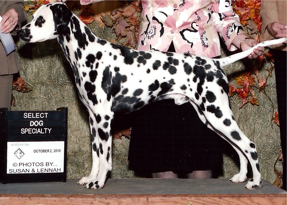 Cranbrooke dalmatians 2025