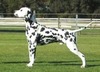 WORLD EURO CRUFTS MULTI CH ALPHADIRATO FUTURE BRAND